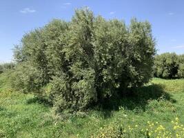 Olive trees in the field photo