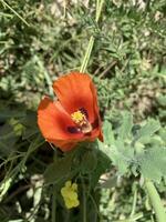 A single orange flower with yellow petals in the middle of a green field photo