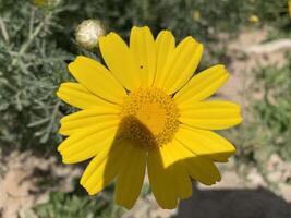 A yellow flower with a shadow on it photo