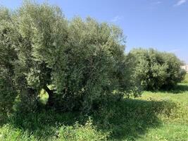 Olive trees in the olive grove photo