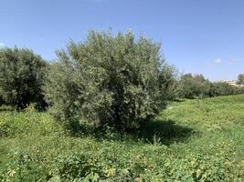 An olive tree in a field with green grass photo