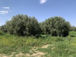 an olive grove in the middle of a field photo