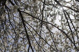 Beautiful blossom tree on a sunny spring day, sun on the background photo