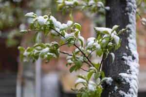 Snow-covered branch of spring tree with green leaves sways in the wind photo