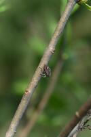 a bug sitting on a branch with leaves in the background photo