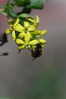 A bee collects honey on the yellow flowers of a fruit bush. photo