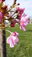 Sakura blossom side view of flowers photo