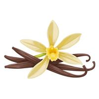 Illustration of Vanilla flower with dried vanilla sticks. Aromatic seasoning ingredient for cookery and sweet baking, Isolated on white background. vector