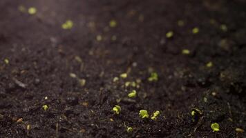 Seedlings sprouting from the soil video