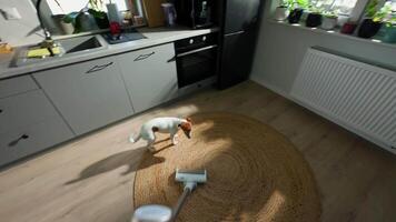 POV of person vacuums round jute carpet in kitchen while small dog plays with vacuum cleaner. Pet prevents from doing housework daily housework video