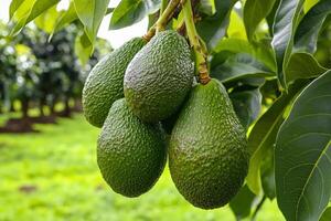 Ripe green avocados hanging on tree in orchard photo