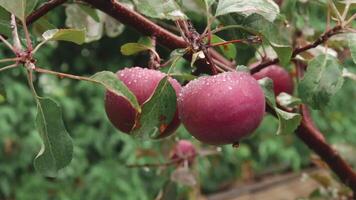 Red apples with drops on a branch in the rain. Fruit growing in the garden video
