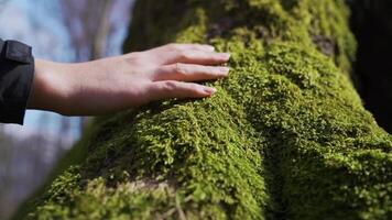 Close-Up. Hand Touching Soft Moss, Symbolizing Human-Nature Connection video