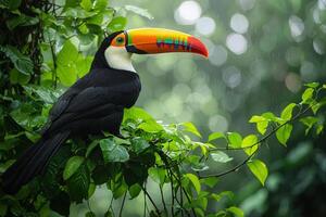 Keel billed toucan perching on branch in tropical rainforest during rain photo