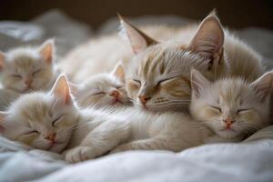 Mother cat sleeping with her kittens on white blanket photo