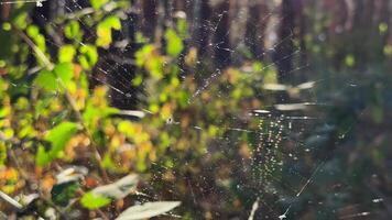 Spiderweb swaying in wind at forest with sunlight at background. Spider builds cobweb at woodland. Beautiful nature scene on summer park at sunset. Concept of wildlife. Slow motion video