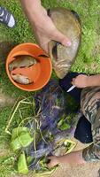 Men clean the net with a knife and watch their Big Catch of Carp Fish photo