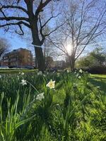 Field of Blooming Daffodils in Spring photo