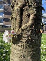 Tree Trunk with Blooming Twig photo