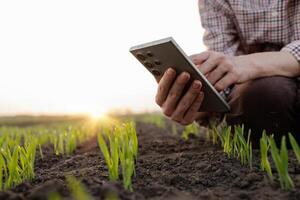 Farmer checks young plants with smartphone app, agricultural technology concept, precision farming. photo