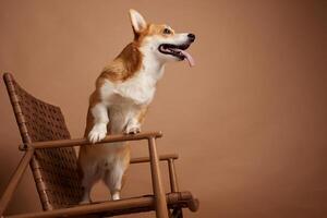 Happy Corgi dog standing on a chair, looking excited with tongue out in a studio setting. photo