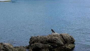 Cormorant rest on rocks in middle of sea video