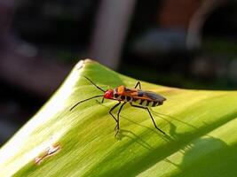 Red Cotton Bug's Natural Pose Amidst Greenery photo