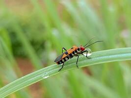 Red Cotton Bug Dysdercus cingulatus photo