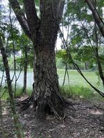 beautiful view of the forest near the river photo