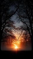 sunrise casts ethereal light through trees, creating serene atmosphere photo