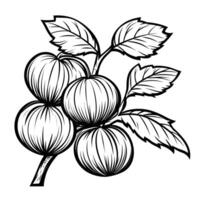 Black and white drawing of a branch with four small fruits on it vector