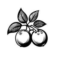 Black and white drawing of two apples with a leaf in between vector