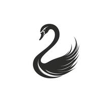 Black swan with a white head vector