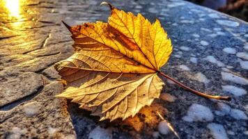 Golden autumn leaves on a textured stone surface. photo