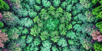 Aerial view of dense green forest forming a lush canopy. photo