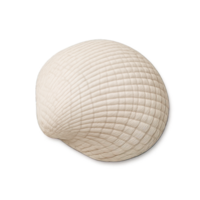 Realistic White Seashell Flat Lay Isolated on Transparent Background, png