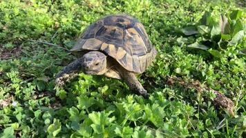 tortoise turtle slowly moving through the scene on green grass walking slow looking at camera old ancient endangered tropical wildlife animal video