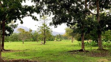 A cow grazes in a green meadow against the backdrop of mountains and palm trees in the Asian Philippines video