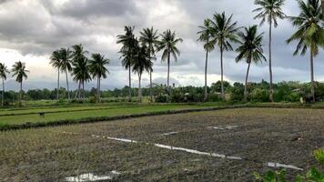 rice fields divided by palm trees against a backdrop of mountains and low clouds stands a hut in the Philippines Asia video