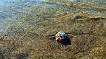A small round crab burrows into the sand at the sight of danger, so that it would not be eaten video
