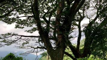 Tropical green tree, spreading crown with wide branches and leaves, trunk entwined with vines, grows in the jungle in the mountains video