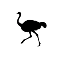 Ostrich silhouette isolated outline of a large flightless bird walking, side profile view png