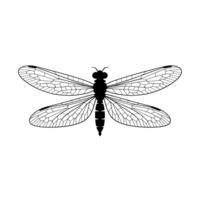 Dragonfly illustration with detailed wings and body in simple line art png