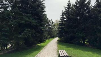 Walking in a forest on a narrow trail, pine and spruce trees towering on both sides and fresh green grass. For documentaries, travel vlogs, background nature footage, meditation, mindfulness video