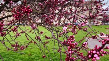 Early sakura bud about to open, growth captured in frozen moment, growth visualized through pink tension, growth waiting just under the surface. Flower awakens gently and persistently. Tiny flower video