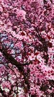 Blooming trees form springtime landscape, landscape flows in gentle shapes, landscape composed with softness, landscape view radiates earths peace. Flowering branches against sky create nature harmony video