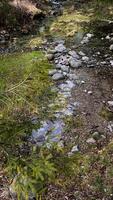 Gentle water trickling over moss covered rocks and pebbles, weaving through lush grass and fir branches, revealing pristine woodland stream ecosystem in serene natural landscape. Mountain stream video