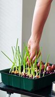 Gardener using sharp scissors for trimming delicate green onion sprouts growing in ceramic pot against pristine white background, capturing precise cutting motion in slow motion sequence. Green onion video