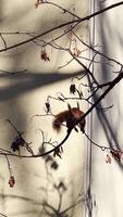 Woodland rodent eating seed while perching precariously on thin branch, urban landscape background highlighting delicate wildlife interaction near residential setting. Red squirrel nibbling nuts video