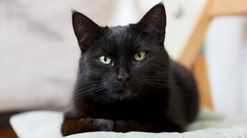 Close-up of a black cat staring ahead with intense focus. Its piercing eyes and sleek fur are highlighted video